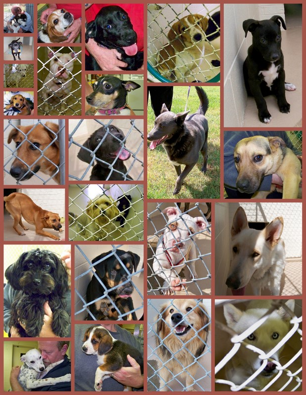 The two collages above feature kitties and doggies from the shelters in 